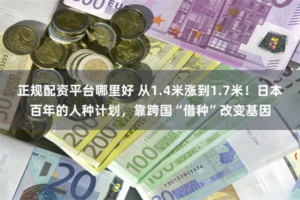 正规配资平台哪里好 从1.4米涨到1.7米！日本百年的人种计划，靠跨国“借种”改变基因